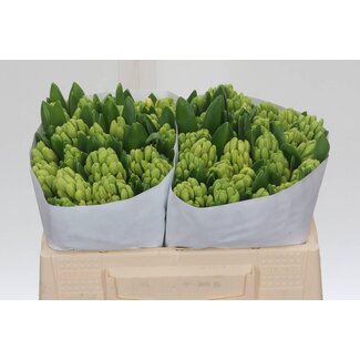 Freshy Hyacinth Yellowstone