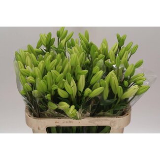 Freshy Lelie Longi x Aziatic Aqua Bach 2 Bloem