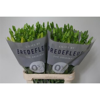 Freshy Lelie Longi x Aziatic Aqua Bf Lente