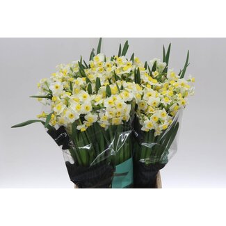 Freshy Narcis Ta Avalanche L50