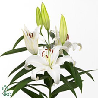 Freshy Lelie Oriental Aqua Universe