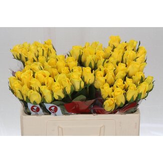 Freshy Rosa Moonwalk