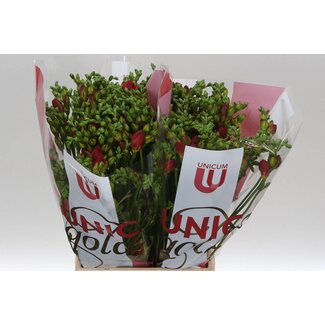 Freshy Freesia dubbel Expression