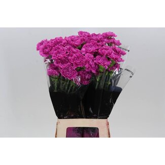 Freshy Anjer Lang Farida