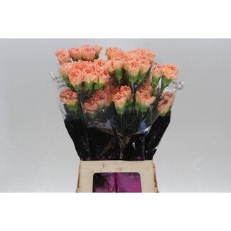 Freshy Anjer Lang Goldi