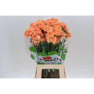 Freshy Anjer Funza Lang Caramel Cowboy