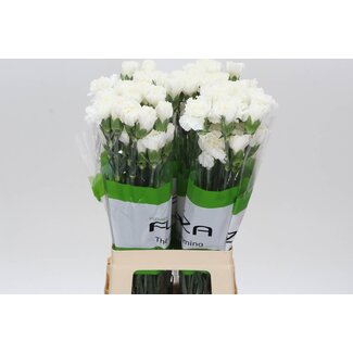 Freshy Anjer Funza Lang Delphi