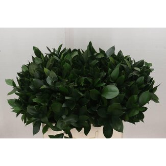 Freshy Ruscus Hypophyllum