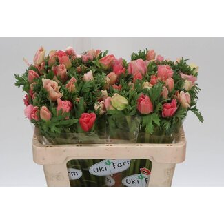 Freshy Anemone Co Carmel Barbi