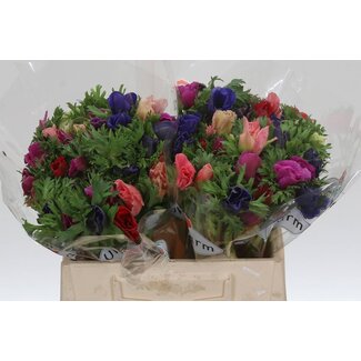 Freshy Anemone Gal Gemengd in Bos