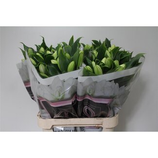 Freshy Lelie Oriental Aqua Blizzard