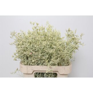 Freshy Limonium G Cerise