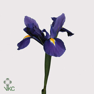 Freshy Iris Blue Magic