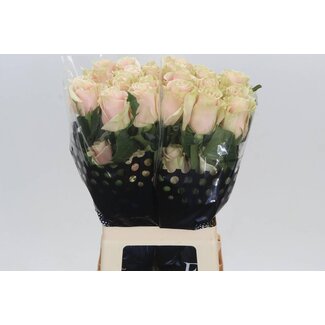 Freshy R Eq Pink Mondial