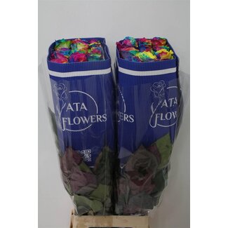 Freshy R Eq Kleurbehandeld Mondial Blauw