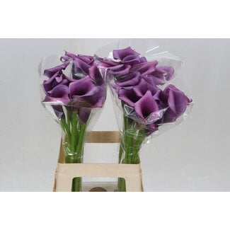 Freshy Zantedeschia Durban