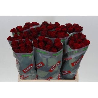 Freshy Rosa Upper Class