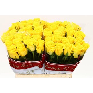 Freshy Rosa Moonwalk