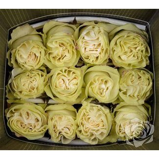 Freshy R Eq Moonstone