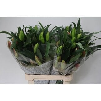 Freshy Lelie Oriental Aqua Valdosta