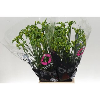 Freshy Freesia dubbel Soleil