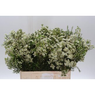 Freshy Chamelaucium Un Jupite Moon