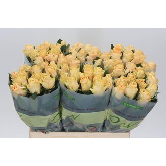 Freshy Rosa Peach Tacazzi