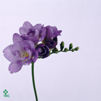 Freshy Freesia dubbel Blue Bayou