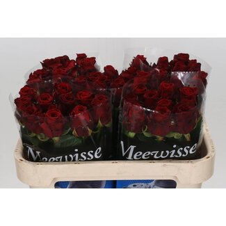 Freshy Rosa Red Naomi Ende