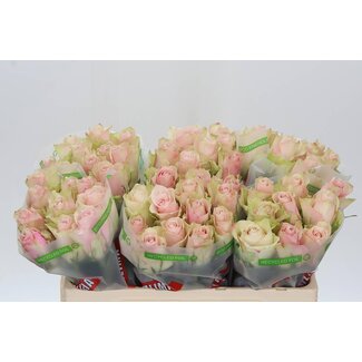 Freshy Rosa Pink Athena