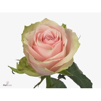 Freshy Rosa Pink Athena