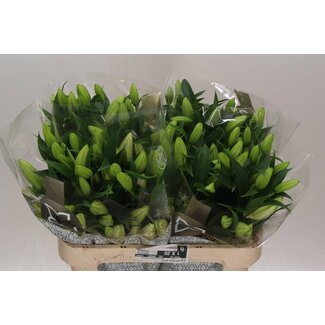 Freshy Lelie Oriental Aqua Sorbonne