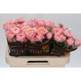 Freshy R tros Julietta