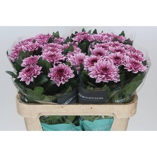 Freshy Chrysant deco Pip