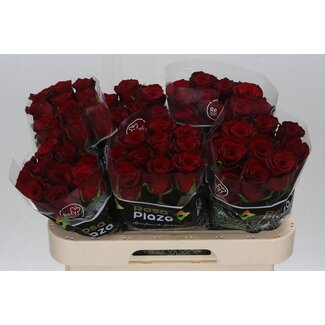 Freshy Rosa Monte Carlo