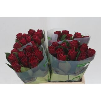 Freshy Rosa Red Tacazzi