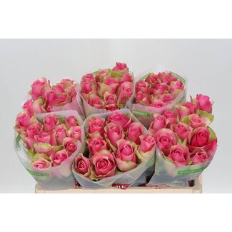 Freshy Rosa Bellevue