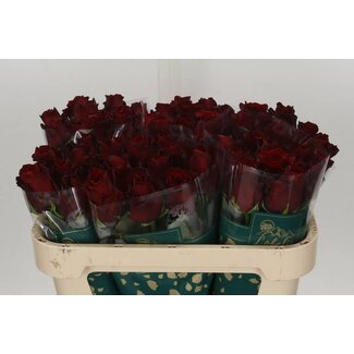 Freshy Rosa Explorer