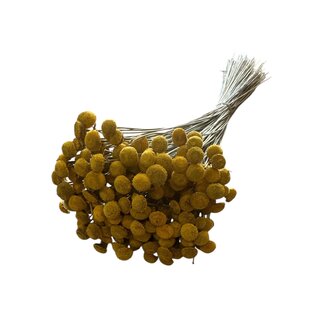 Casa Alegria Botao | Yellow | 100 gr | 45 cm