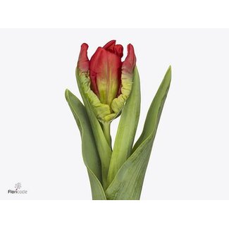 Freshy Tulipa parkiet Seadov Parrot
