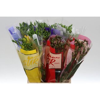 Freshy Freesia enkel Gemengd X 10 5 Kleur