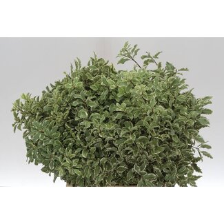 Freshy Pitto Nigra 150gr (p. bos)