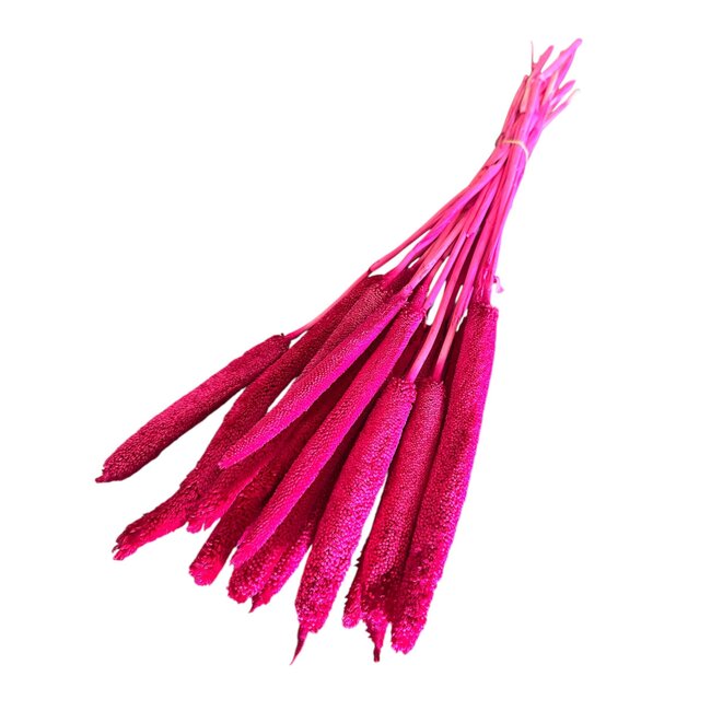 Babala | Fucsia | 65 cm | Per 15 stems