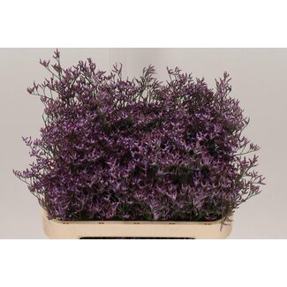 Freshy Limonium Saf Lilac