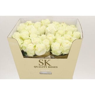 Freshy Rozen “Avalanche Koene White” | Kleur: Wit | Lengte ± 70 centimeter | Per 10 rozen
