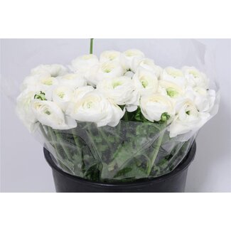 Freshy Ranunculus Cloony Xxl x25 Siberia