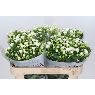 Freshy Bouvardia enkel White Sensation