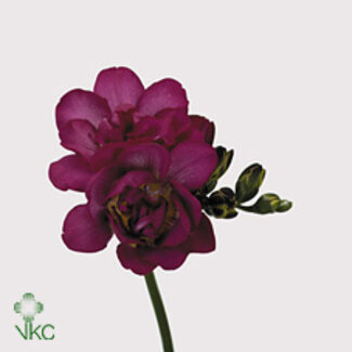 Freshy Freesia dubbel Purple Rain