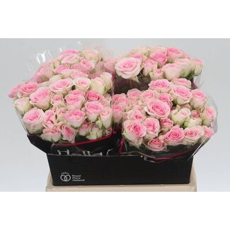 Freshy R tros Good Mood Holla