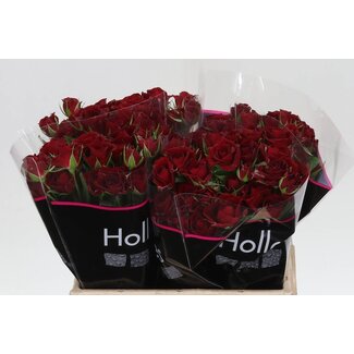 Freshy R tros Pushkin Holla